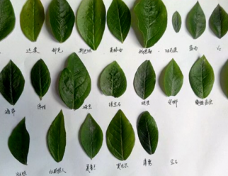 标准光源箱鉴定蓝莓叶片颜色